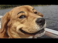 Chiens avec des sourcils
