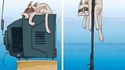 l'évolution 