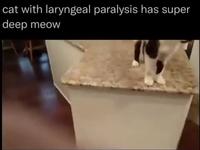 Paralysie laryngée 