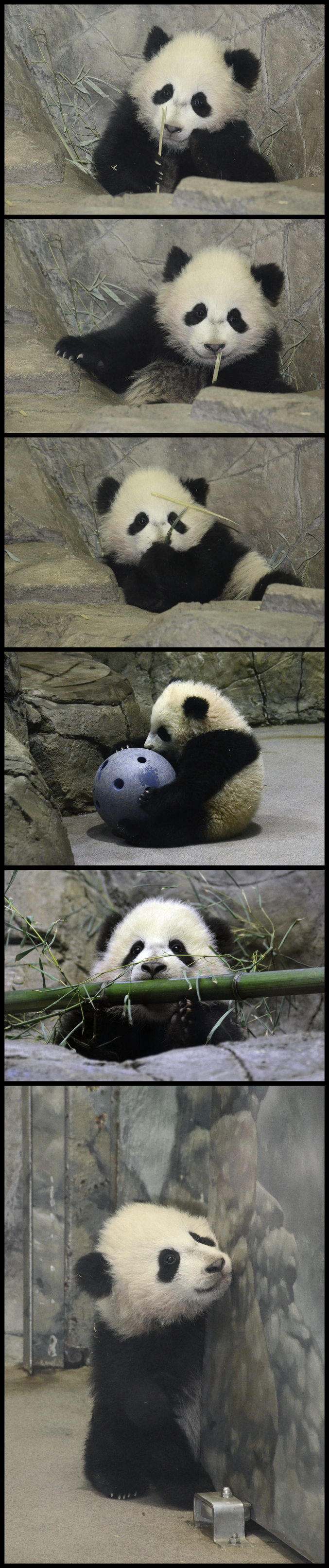 Malheureusement né en captivité, Bao Bao est un nouveau pensionnaire du zoo de Washington. (Photos de Dan Dan - plus de photos ici: http://www.flickr.com/photos/dan-lem2001/ )