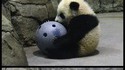 Bao Bao, le petit panda