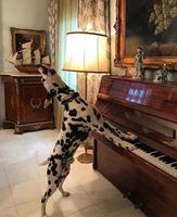 Un chien virtuose ?