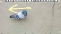 Pigeon rebelle