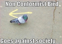 Pigeon rebelle