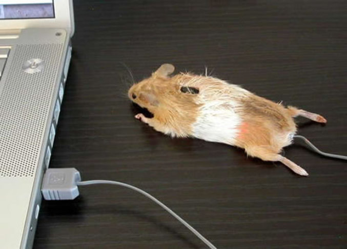 Une souris en corps de souris