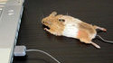 Souris