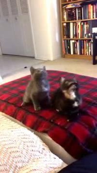 Chatons en rythme