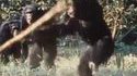 Expérience: Un léopard au milieu des singes