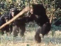 Expérience: Un léopard au milieu des singes