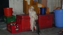 Comme chat et chien 26