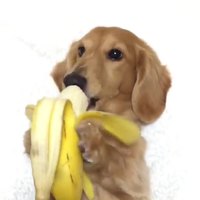 Un chien et une banane