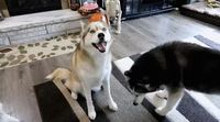 Déguiser un chien