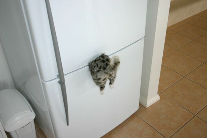 Un (faux) chat bloqué entre lexterieur et l'interieur du frigo.