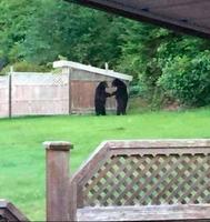 deux noirs en train de dealer au coin du jardin !