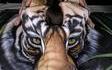Tête de tigre 