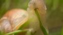 Un escargot