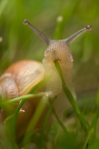 Un escargot