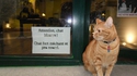 Attention, chat bizarre