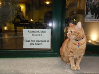 Attention, chat bizarre