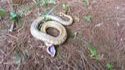 Un serpent fait le mort