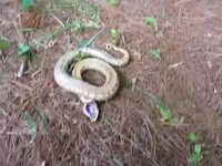 Un serpent fait le mort