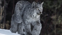 Lynx canadien
