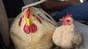 Après les sacs en croco