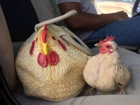 Après les sacs en croco