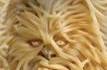 Chewie est pastafariste