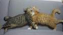 Collision de chats
