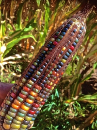 Du maïs Glass gem