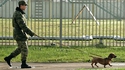 Chien d'attaque de l'armée russe