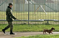 Chien d'attaque de l'armée russe