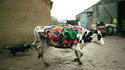 running-cow