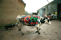 running-cow