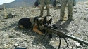 Un chien d'attaque