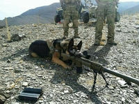 Un chien d'attaque