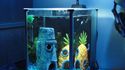 L'aquarium de Bob