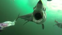 Attaque de requins makos