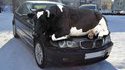 Une vache tranquillement installée