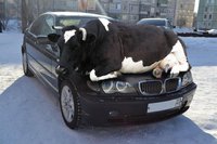 Une vache tranquillement installée