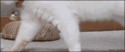 Un chat qui se prend pour une tortue