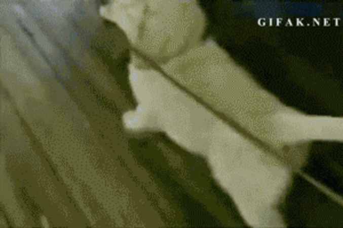 Allez, c'est moi qui t'sort...