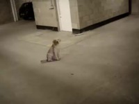 Chien courageux