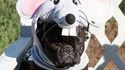 Chien-souris