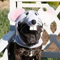 Chien-souris