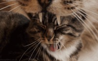 Infinite cat