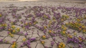 Désert en fleurs