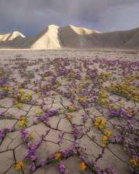 Désert en fleurs