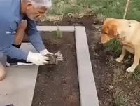 Chien jardinier
